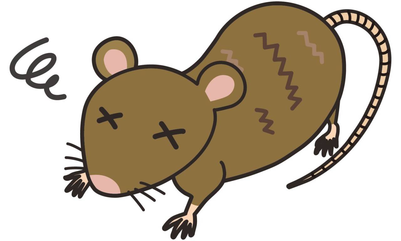 ネズミ駆除でベイト効果を引き出す使い方と再発防止のポイント | コラム | 東京都新宿区の害虫駆除ならExpro