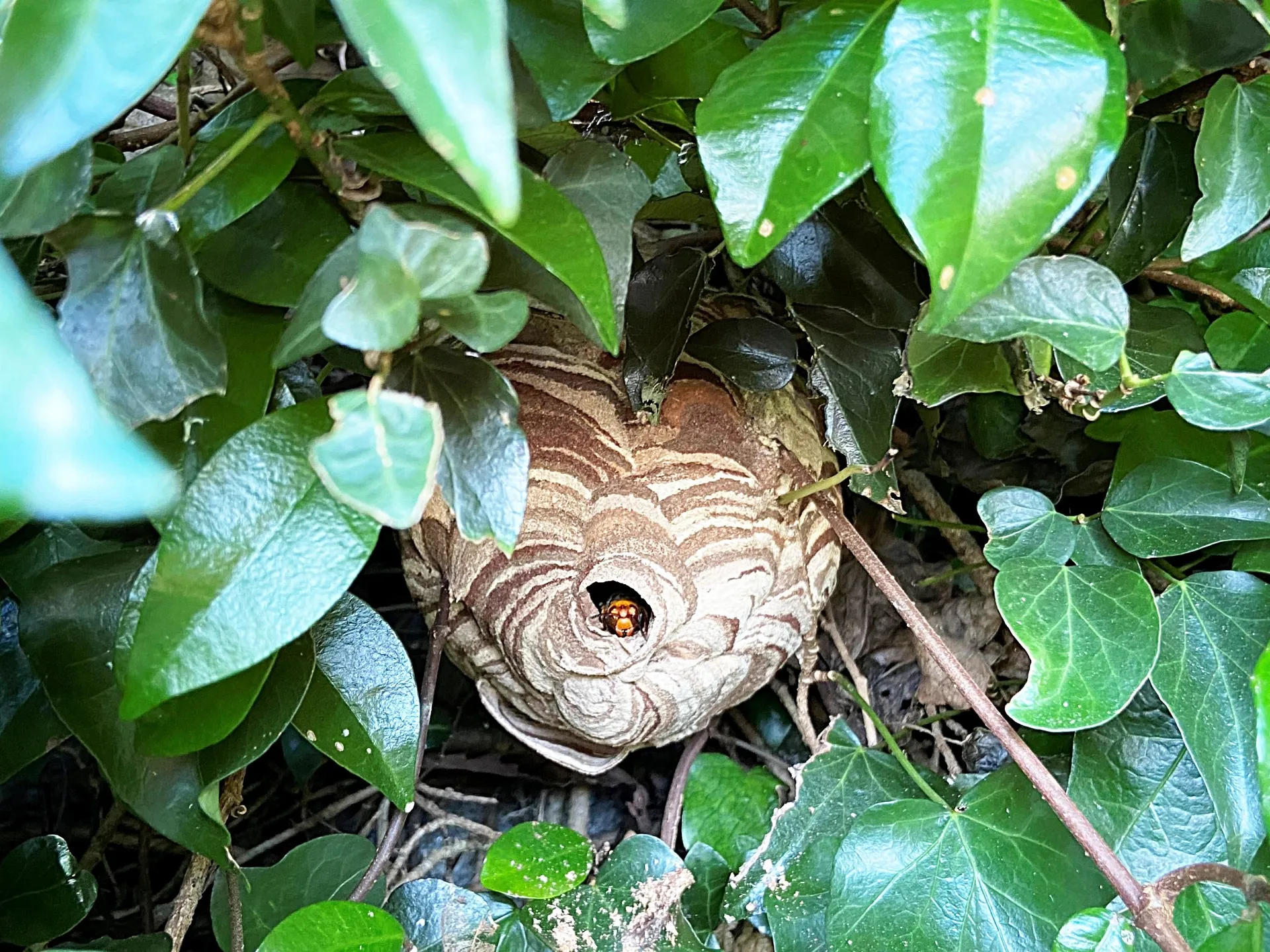 蜂の巣がある庭に住んでいるあなたへ　知っておきたい安全に蜂駆除する方法