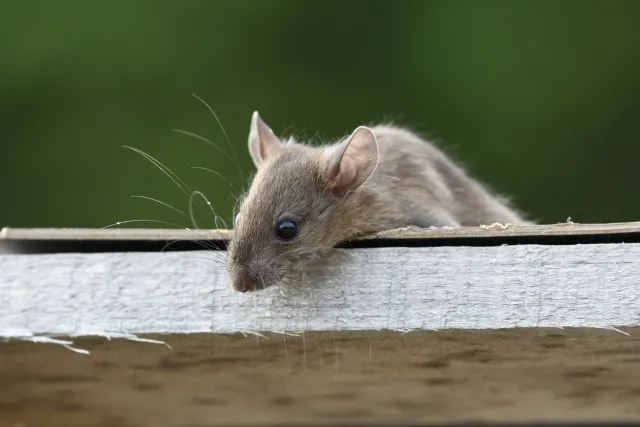 ネズミの巣穴はどこで作られる？害虫駆除の専門家が解説