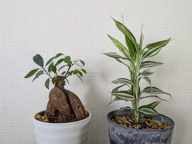 植物を守る！自然派の害虫駆除テクニック