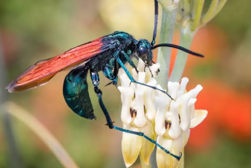 世界の珍しい昆虫５選！驚きの生態と特殊な能力