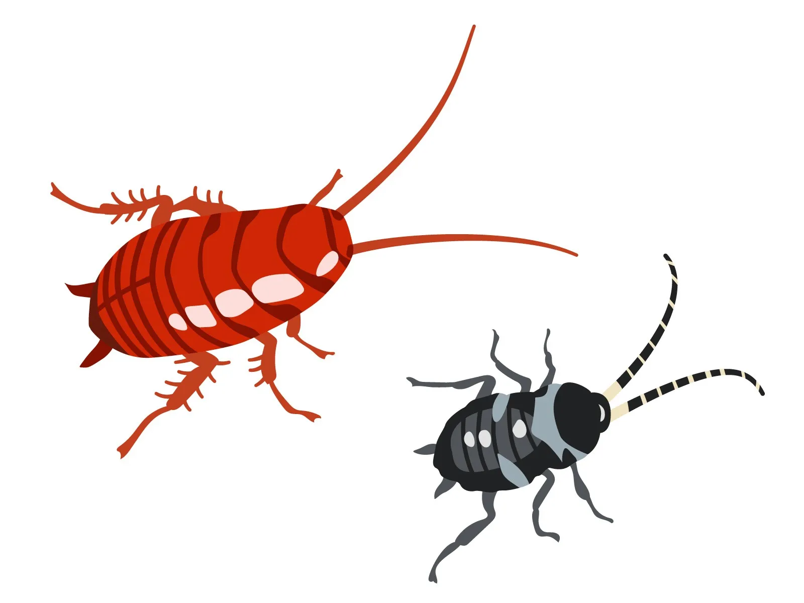 ゴキブリ赤ちゃんの生態と駆除法